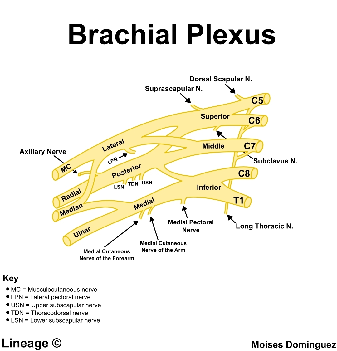  Plexul brahial- noțiuni de anatomie